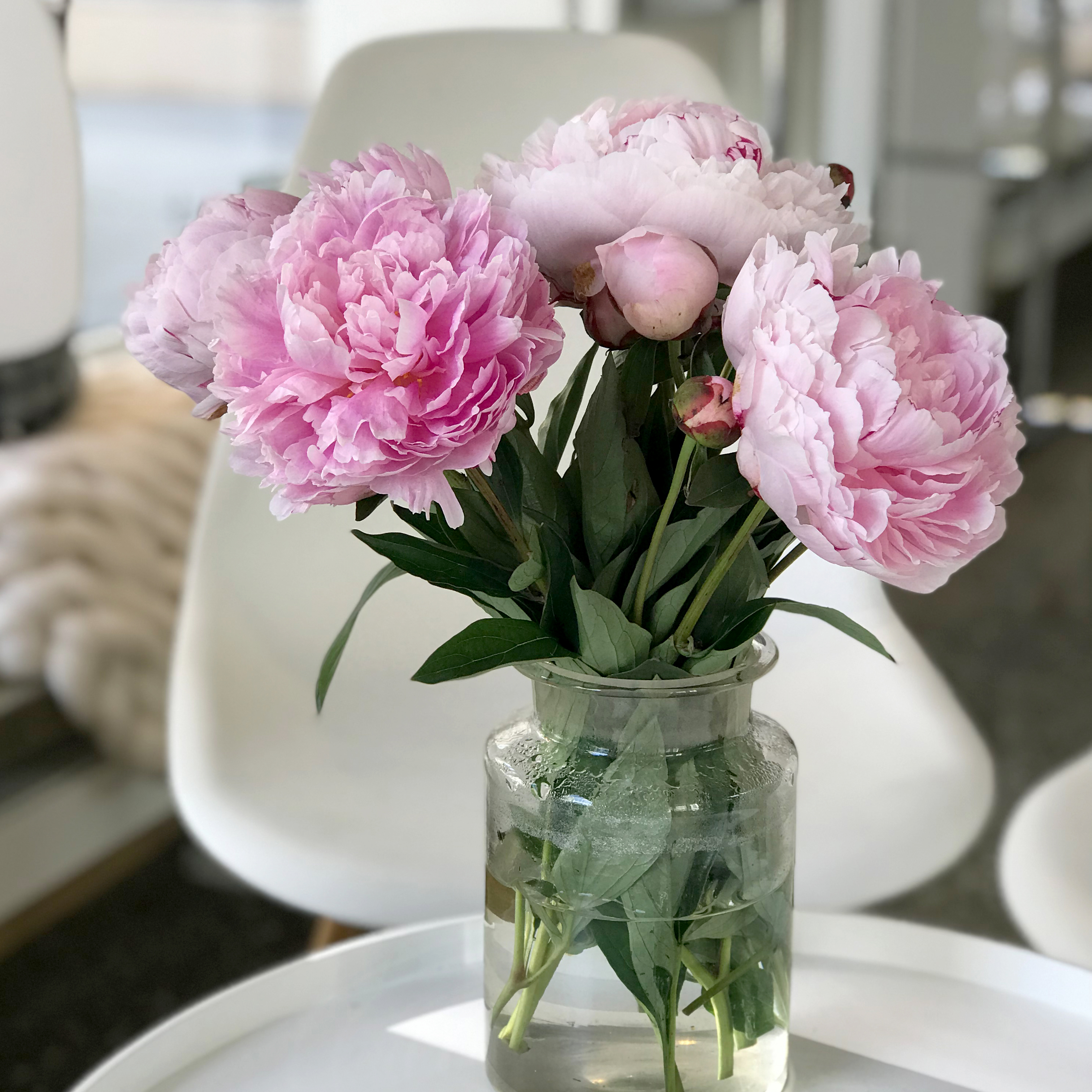Pfingstrosen, Blumen im Atelier Wien, Deko nachhaltig und natürlich, Blumenliebe